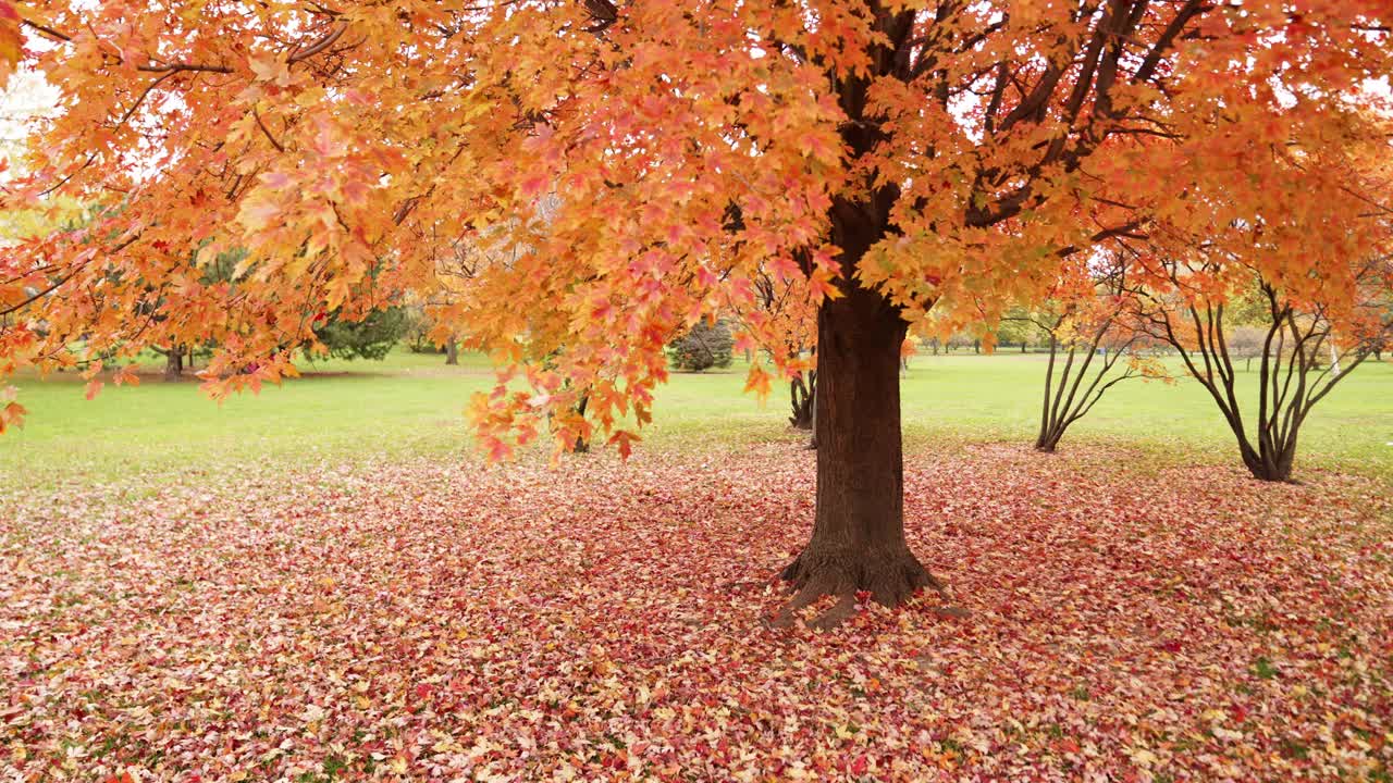 手持镜头从左到右拍摄了一棵巨大的糖枫树，它有着丰富多彩的秋天树叶，红色、橙色和黄色的树叶开始堆积在地上。视频下载