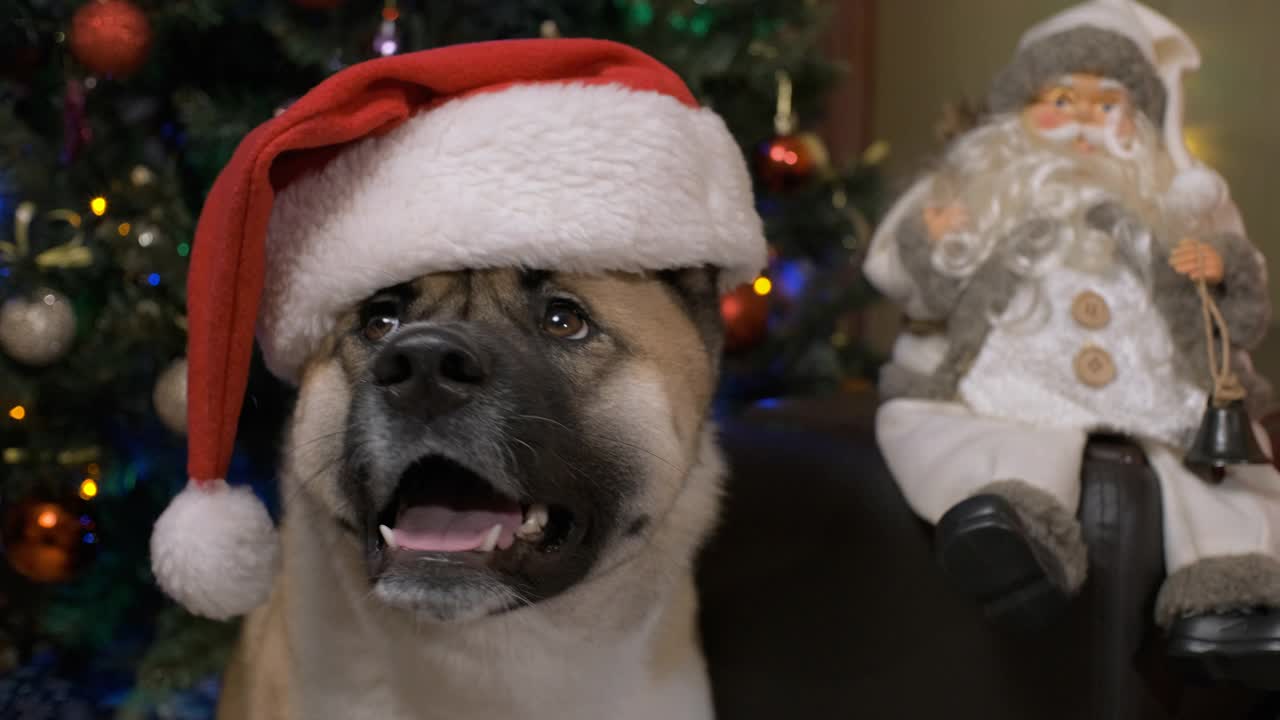 滑稽可爱的肖像狗与圣诞帽和圣诞毛衣。视频素材
