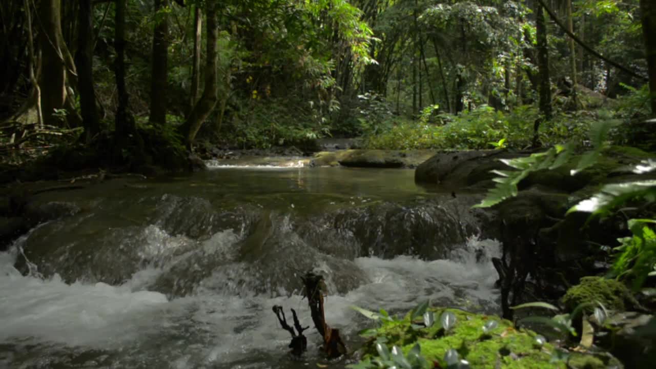 淘金射水流流过岩石，穿过茂密的叶子植物在树荫下的雨林。清新的小溪流在绿色的林地。视频素材