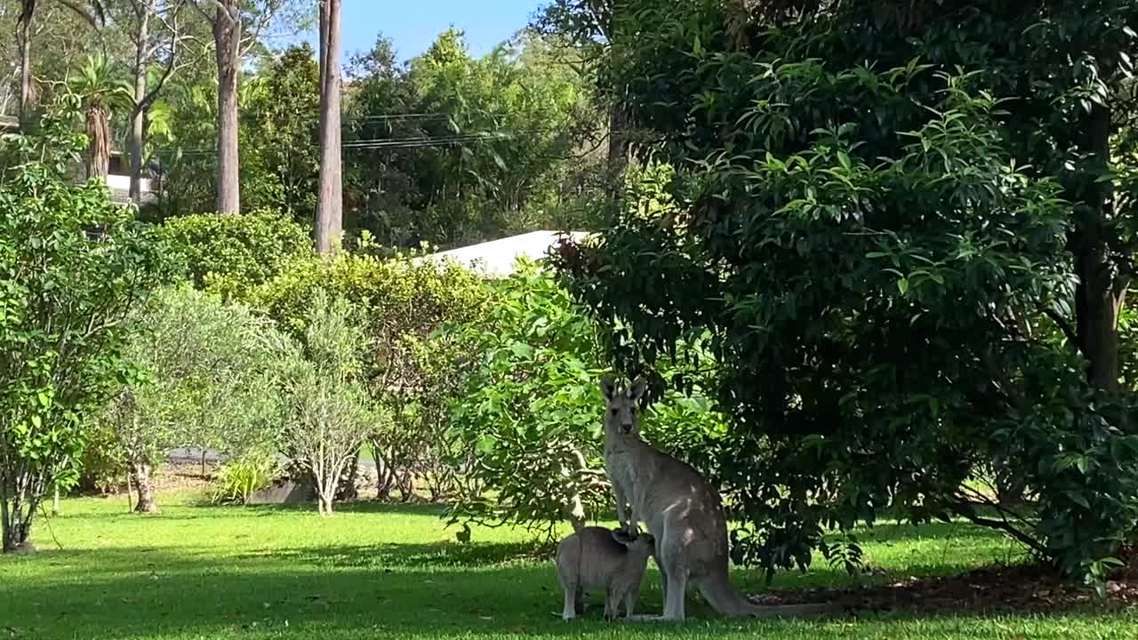 袋鼠和小袋鼠在澳大利亚后院视频下载
