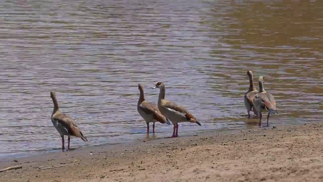埃及鹅，马拉河群，马拉国家保护区，肯尼亚，非洲视频下载