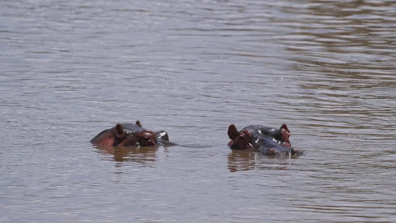 河马，两栖河马，一群在马拉河，马赛马拉国家保护区，肯尼亚，非洲视频下载