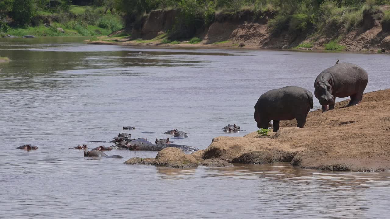 河马，两栖河马，马拉河上的一群，马赛马拉国家保护区，肯尼亚，非洲视频下载