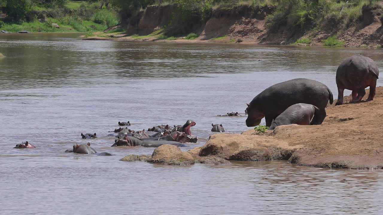河马，两栖河马，马拉河上的一群，马赛马拉国家保护区，肯尼亚，非洲视频素材
