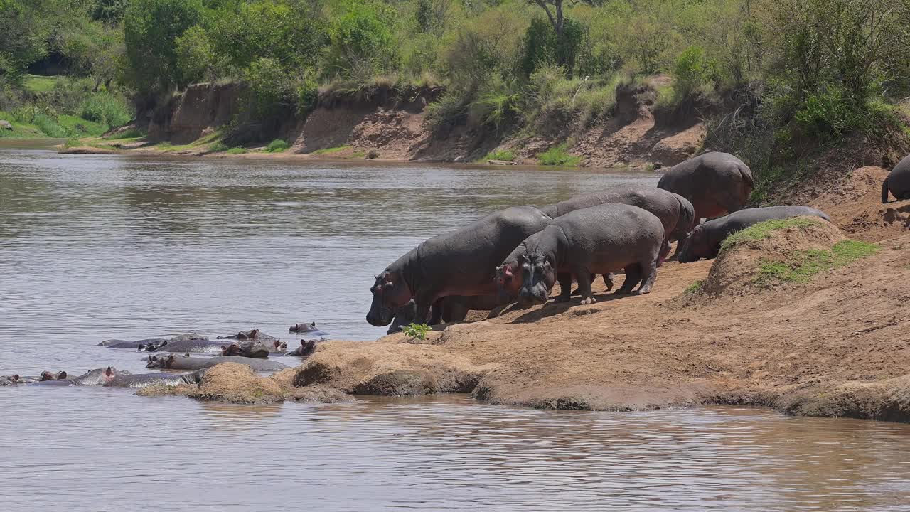 河马，两栖河马，马拉河上的一群，马赛马拉国家保护区，肯尼亚，非洲视频下载