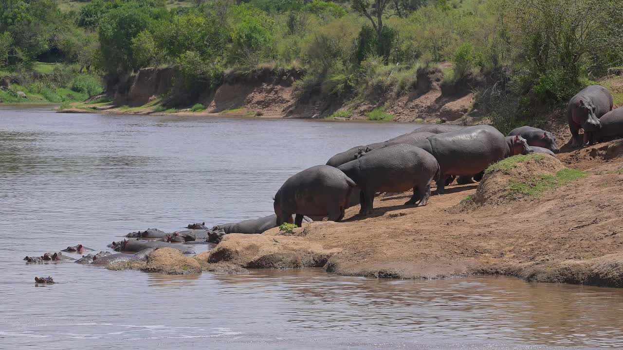 河马，两栖河马，马拉河上的一群，马赛马拉国家保护区，肯尼亚，非洲视频素材