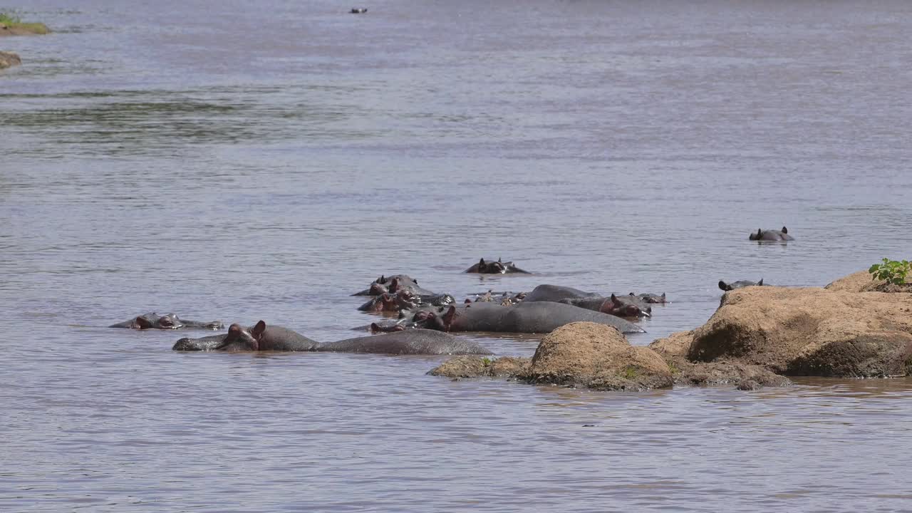 河马，两栖河马，一群在马拉河，马赛马拉国家保护区，肯尼亚，非洲视频素材