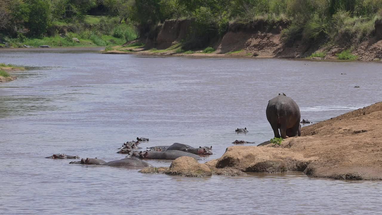 河马，两栖河马，一群在马拉河，马赛马拉国家保护区，肯尼亚，非洲视频下载