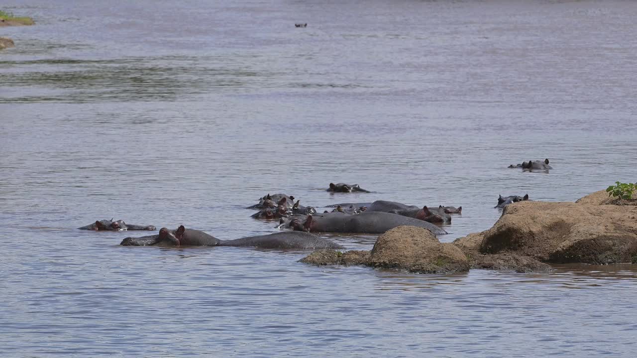 河马，两栖河马，一群在马拉河，马赛马拉国家保护区，肯尼亚，非洲视频素材