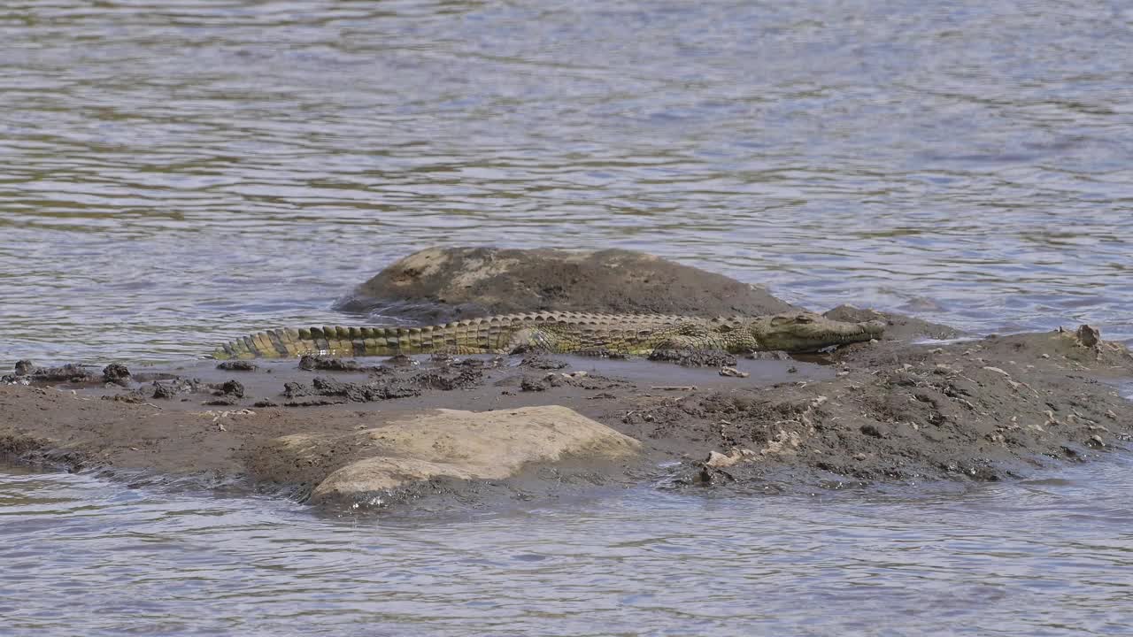 尼罗河鳄鱼，尼罗鳄，在马拉河上，马赛马拉国家保护区，肯尼亚，非洲视频下载