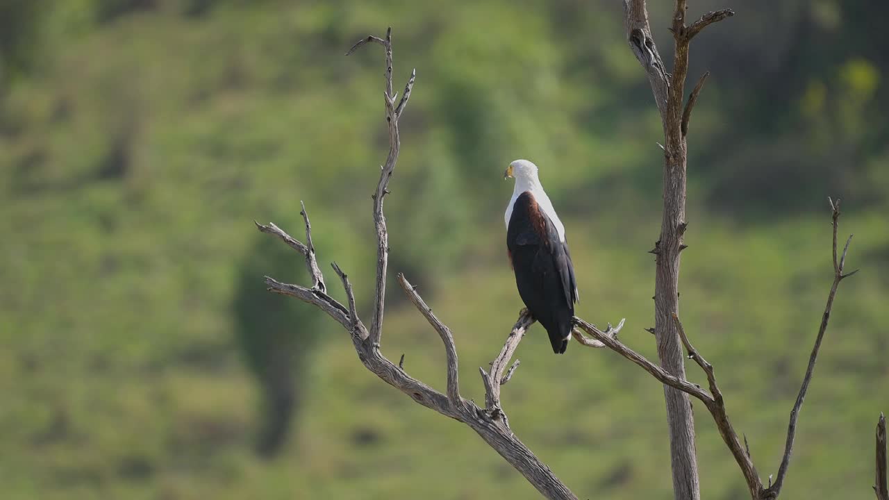 非洲鱼鹰，哈利埃鲸，马拉国家保护区，肯尼亚，非洲视频下载