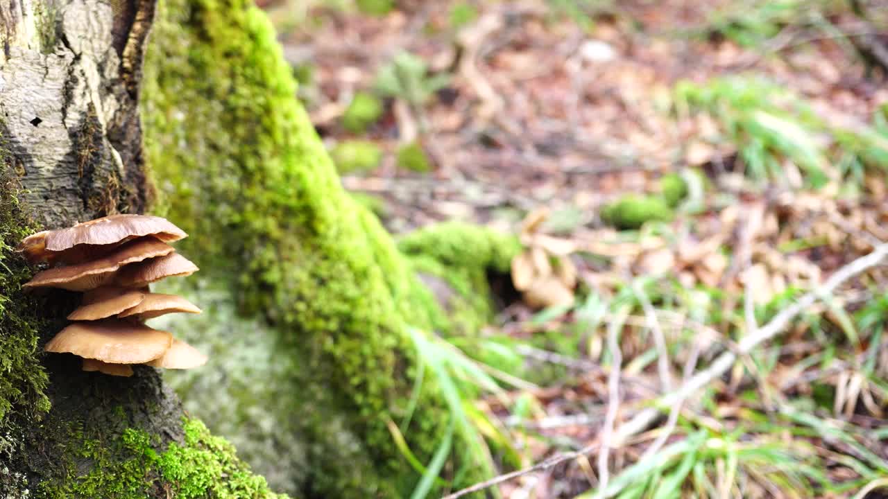 火绒真菌生长在树干上视频素材