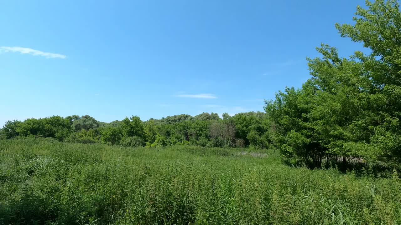 一排绿树和灌木丛映衬着蓝天。视频素材