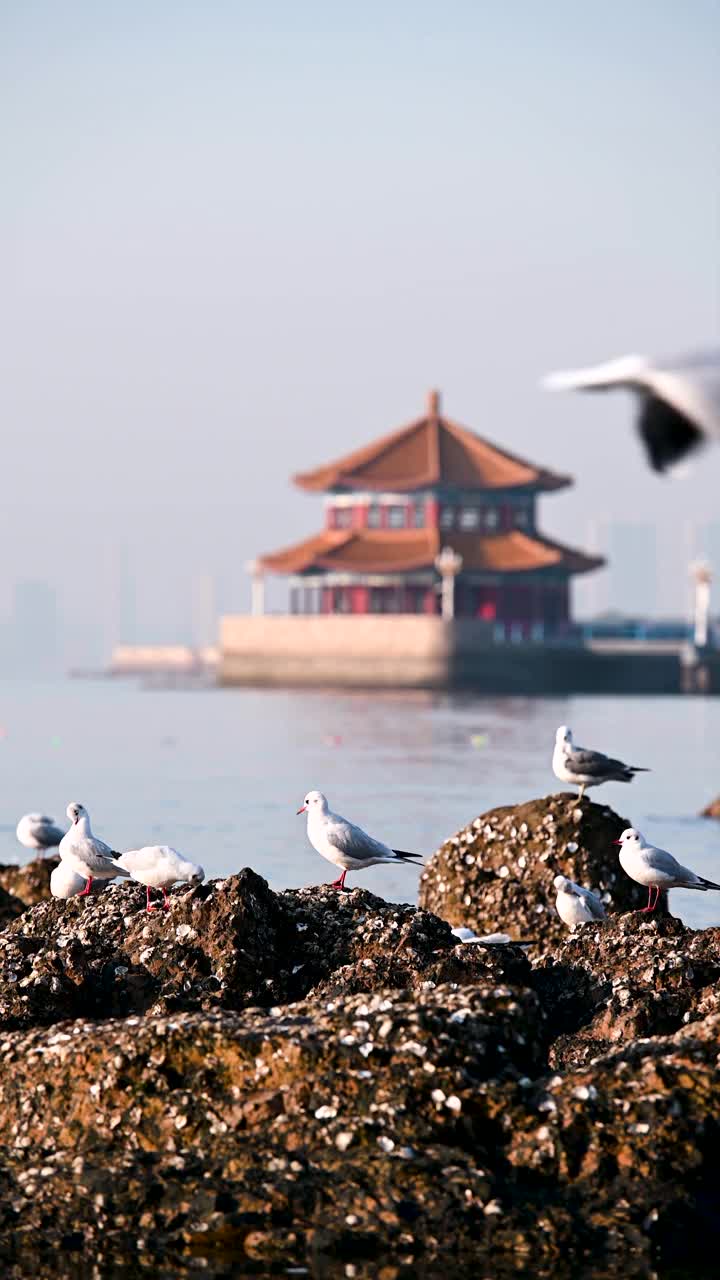 青岛栈桥码头回兰阁前的海鸥视频素材