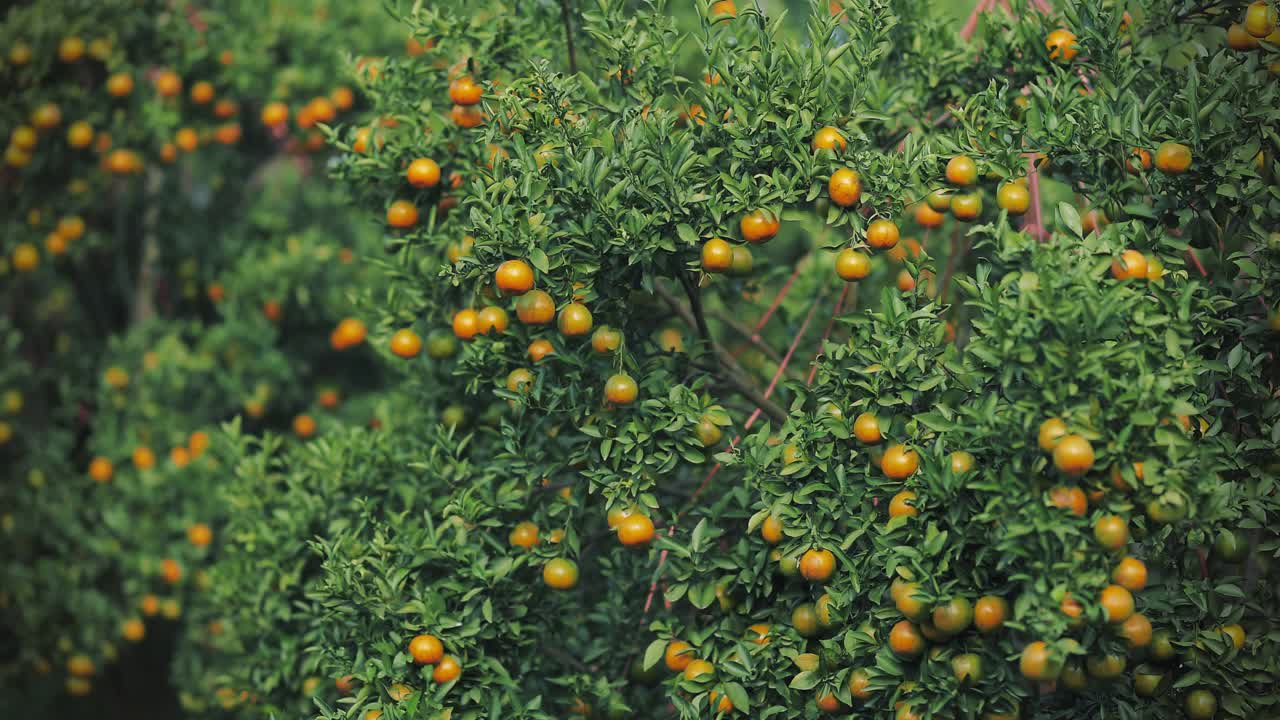 橙子树上的新鲜果实视频下载