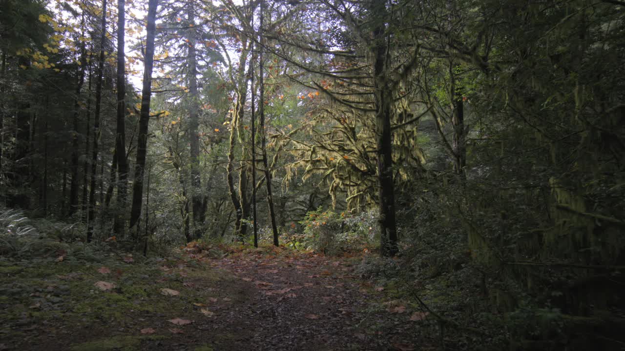 POV在老生长森林的小道视频素材