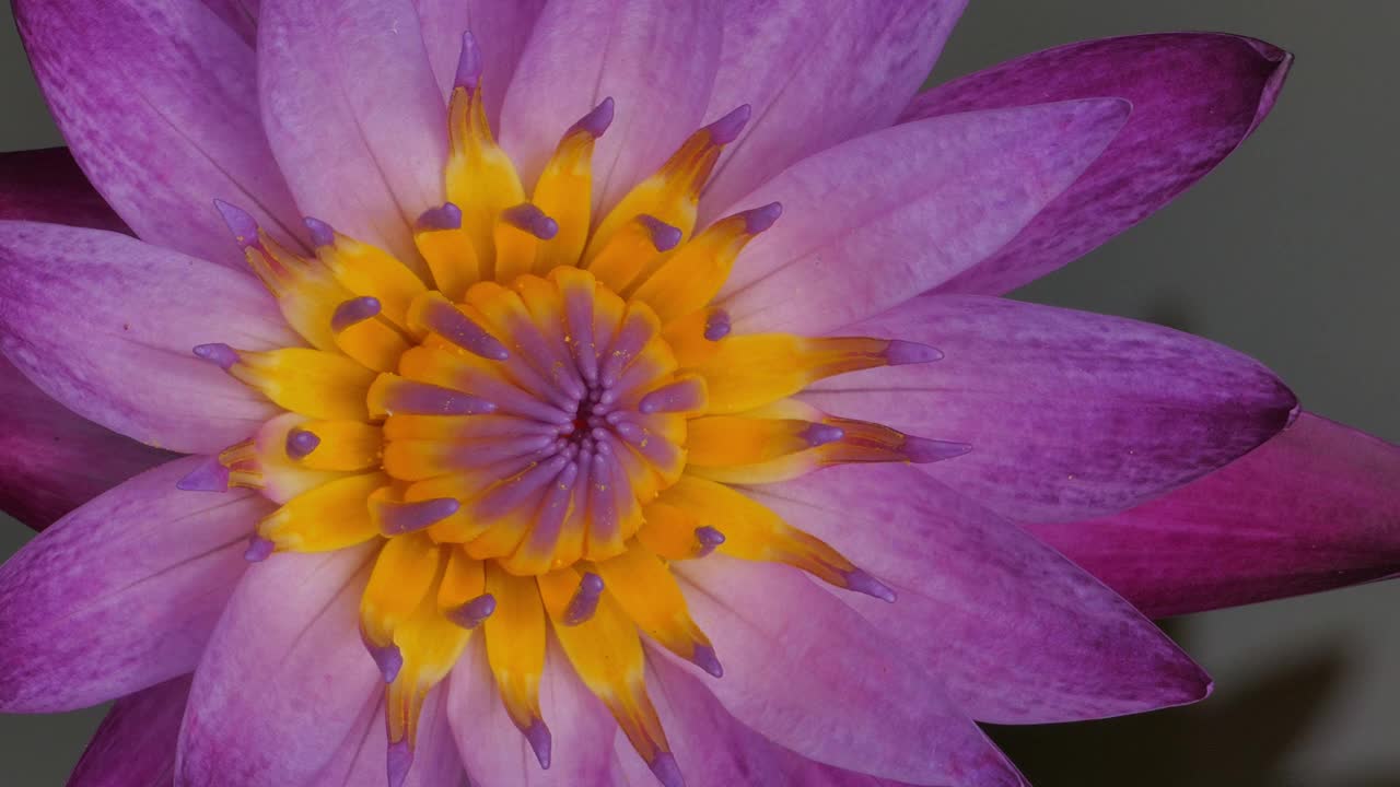清晨盛开的粉红色睡莲。视频素材