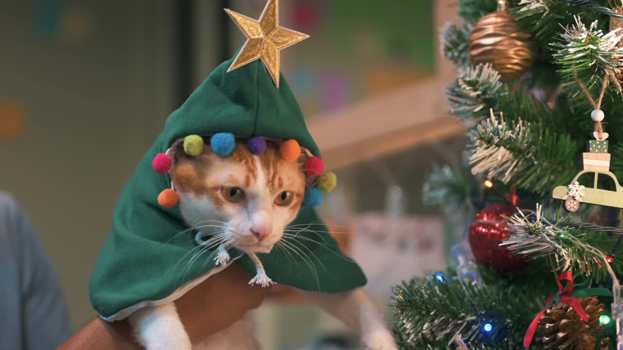 猫的衣服庆祝圣诞节的时候视频下载