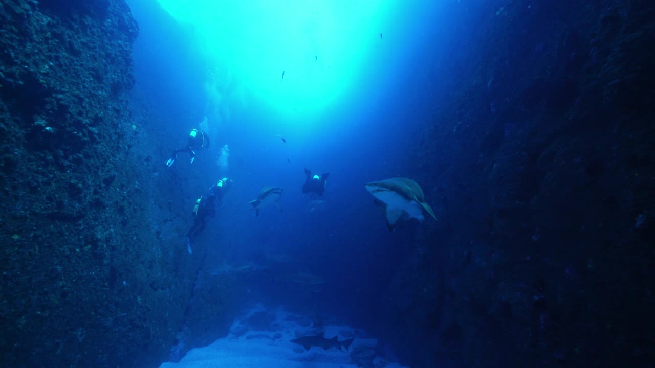 澳大利亚新南威尔士州鱼岩洞穴潜水点，灰护士鲨游向摄像机，然后受到惊吓，转过身来。视频素材