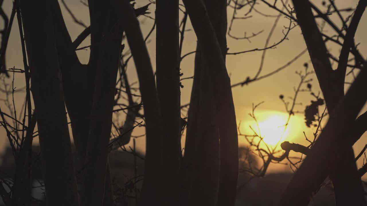 树枝在日落时剪影视频素材