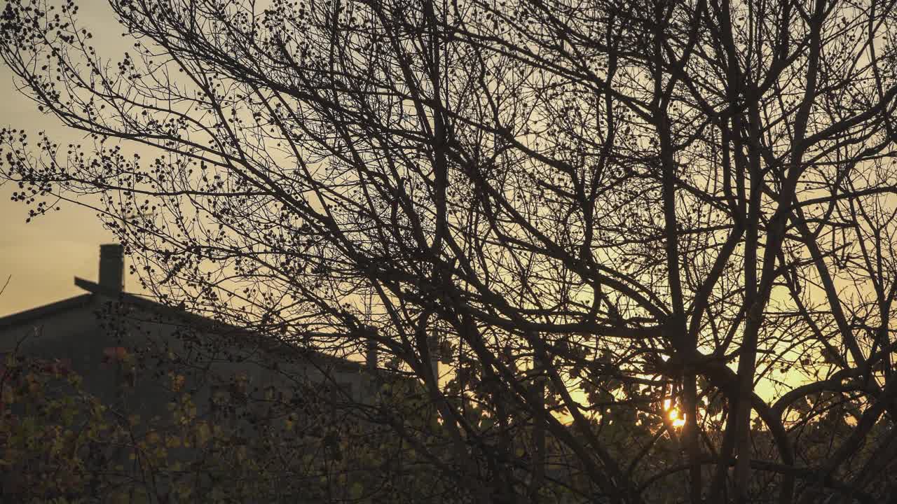 日落时光秃秃的树枝视频素材