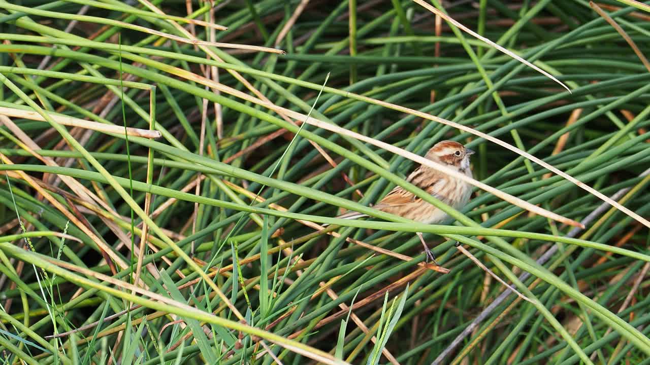 芦苇鹀(Emberiza schoeniclus)在草丛中寻找种子和昆虫。视频下载