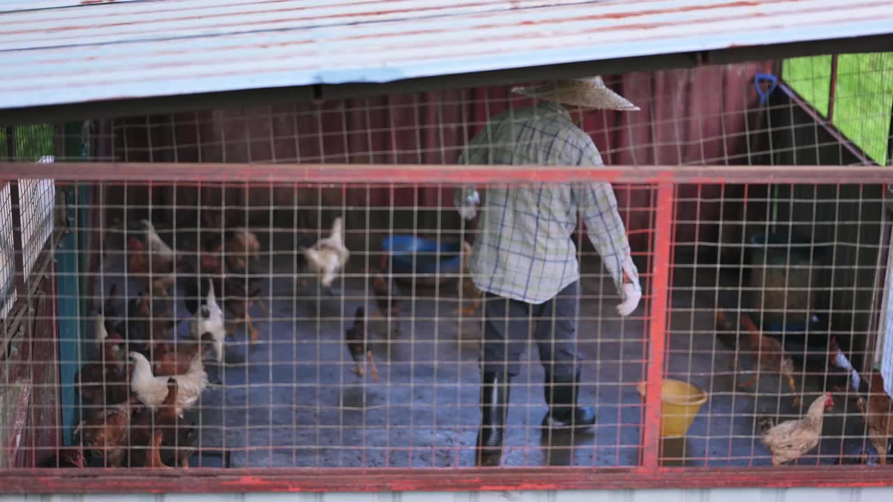 一名亚洲华人老人早上提着水桶在他的鸡舍喂鸡视频下载