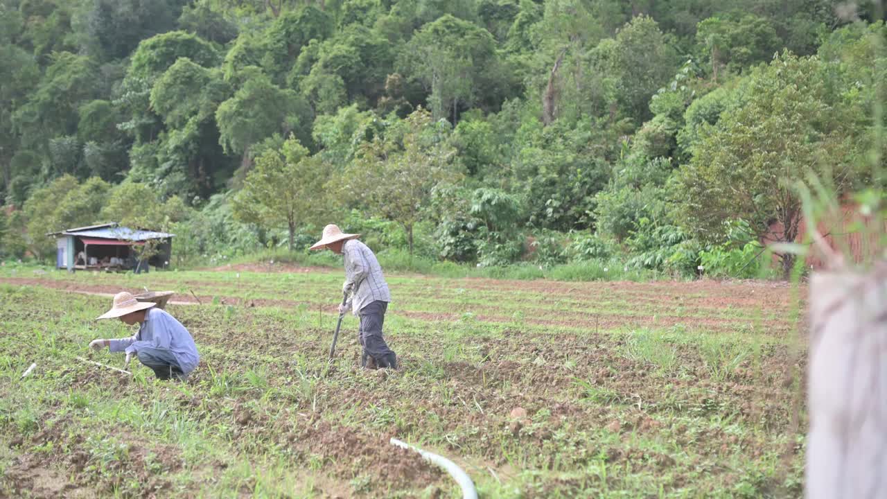 一位亚洲华人老农和他的儿子早上在农场例行工作视频下载