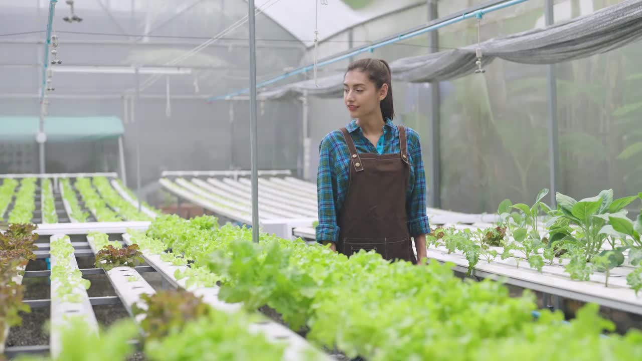 年轻女性在温室种植园检查有机蔬菜。视频下载
