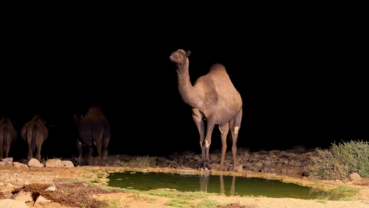 骆驼视频素材