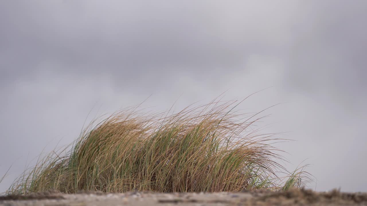 海滩附近沙丘上的一丛草视频素材