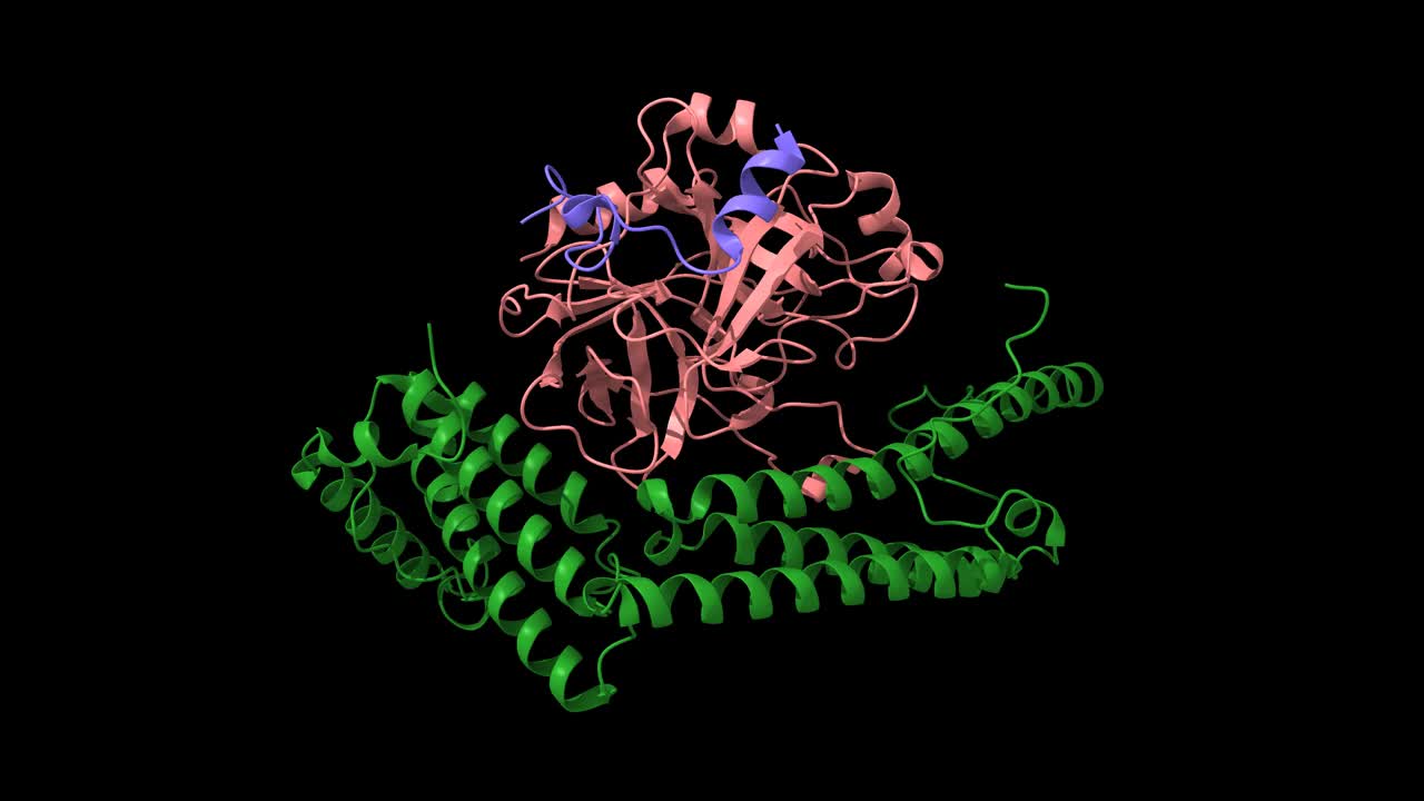 葡萄凝结酶(绿色)与人凝血酶异源二聚体(粉红色-蓝色)视频素材