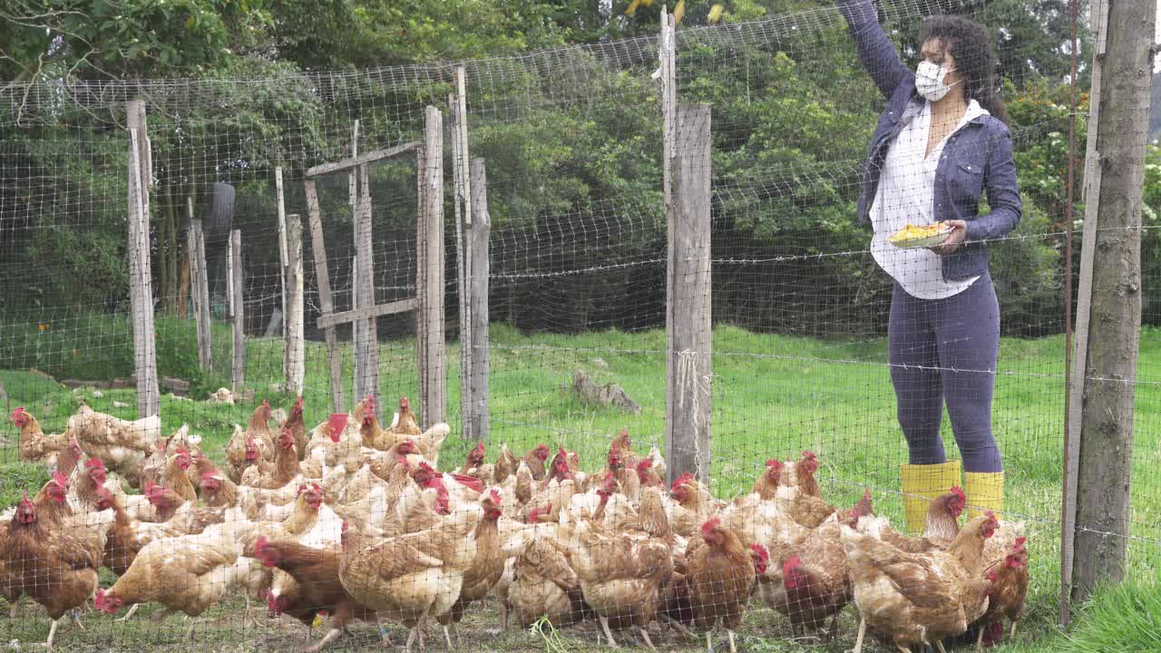 新冠疫情期间，一名棕色卷发妇女戴着口罩在她的农场喂鸡视频素材