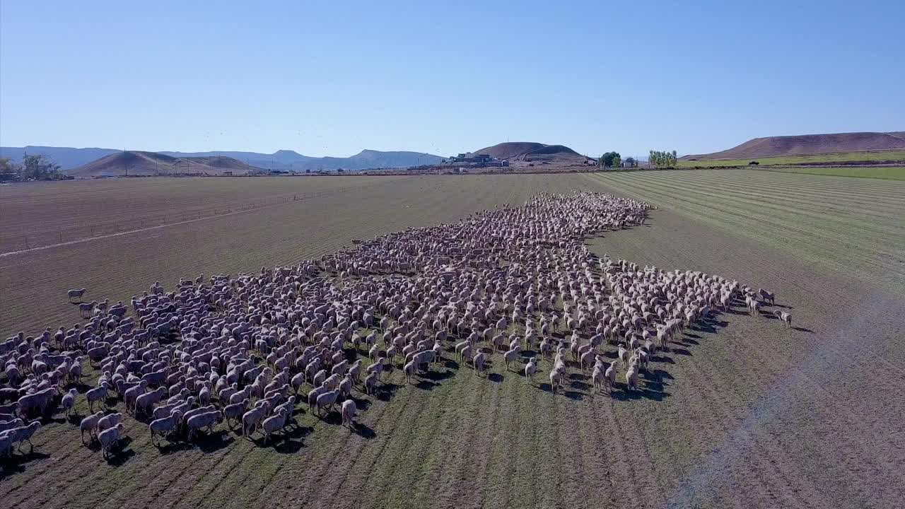 在科罗拉多州，一群羊的空中拍摄，一只椋鸟在头顶上嗡嗡作响视频素材