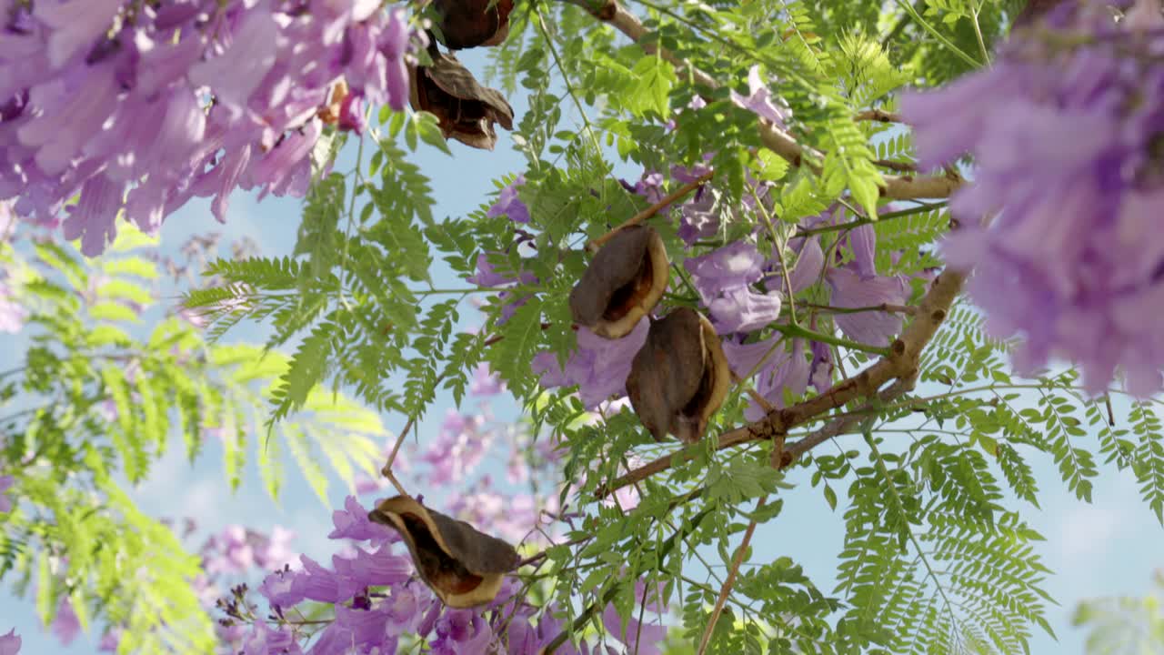 近距离拍摄格拉夫顿的蓝花楹的豆荚和花朵视频素材