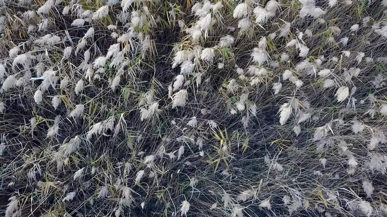 秋天的芦苇床自然风光/韩国，京畿道始兴市视频素材