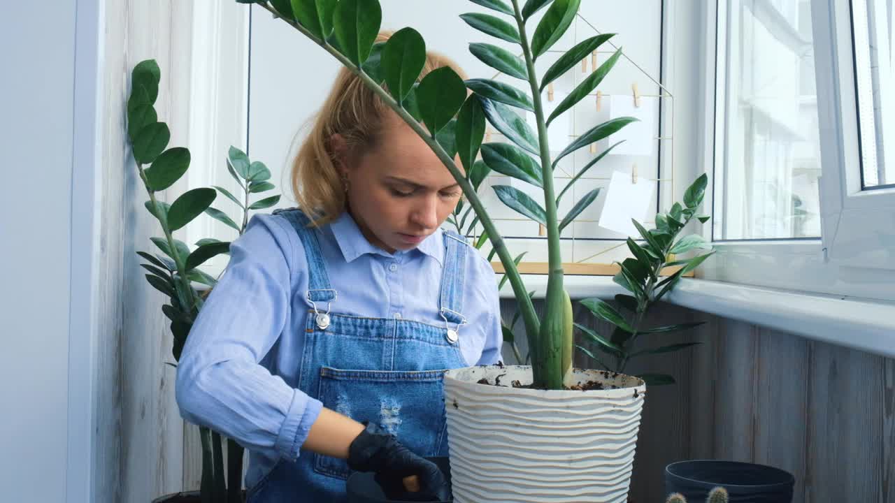 园艺妇女移植室内植物，用铲子在桌子上。Zamioculcas植物护理和家庭花园的概念。春天播种。重新种植浇水植物视频素材