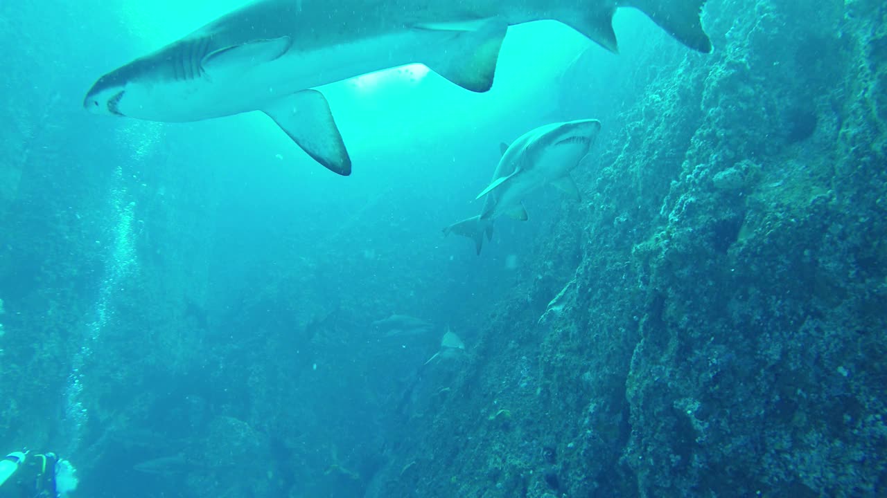 澳大利亚新南威尔士州鱼岩洞穴潜水点，灰护士鲨直接游向摄像机的低角度视图。视频素材