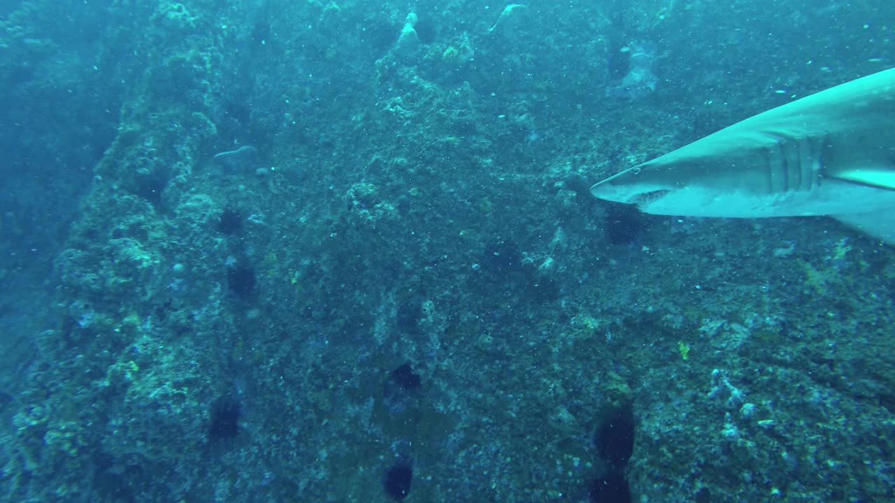 澳大利亚新南威尔士州的鱼岩洞穴，灰色的护士鲨站在摄像机前。视频素材