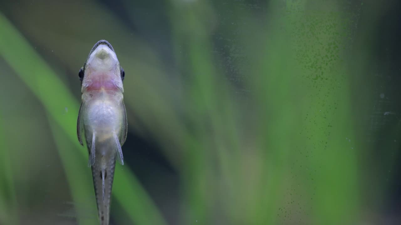 Otocinclus鲶鱼视频下载