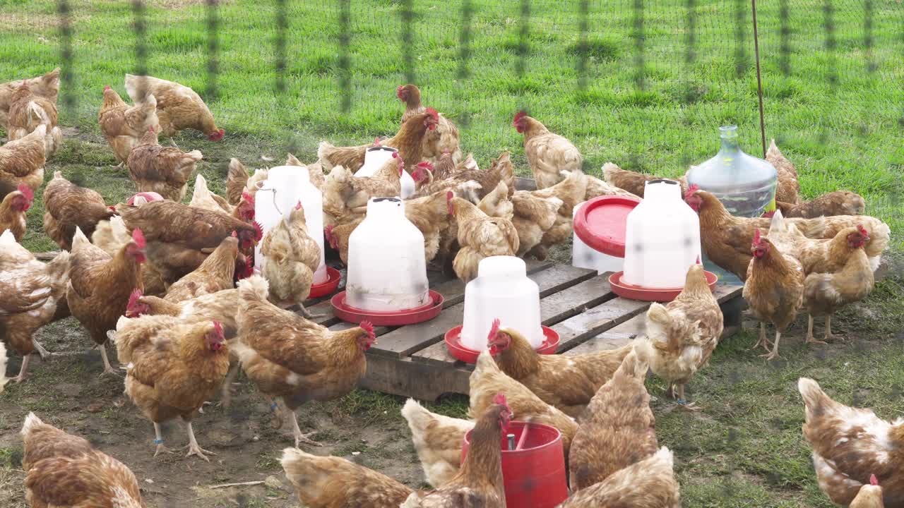 农民一边整理鸡舍，一边清洗饮水槽，同时戴着口罩，以避免COVID - 19视频素材