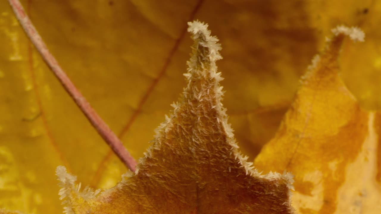 黄色的枫叶被秋天的霜冻覆盖，霜冻在秋天的叶子上生长视频素材