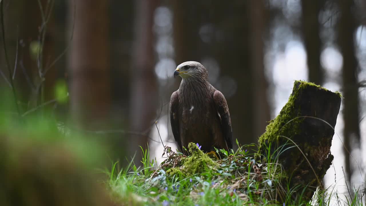 哈里斯鹰(Parabuteo unicinctus)是一种食肉鸟，栖息在树林的树桩上。一种生活在自然栖息地的稀有猛禽。视频素材