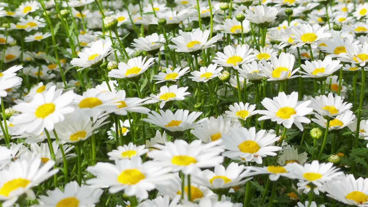 白花，雏菊，甘菊视频素材