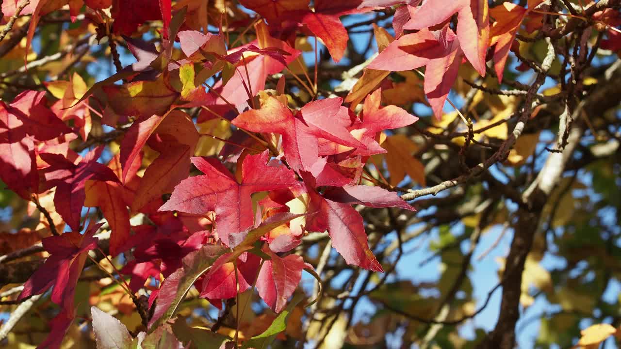 在英国安布尔赛德湖区，阳光背光下的槭树叶的秋天颜色。视频素材