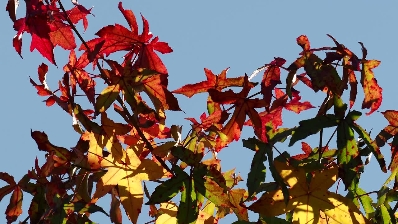 在英国安布尔赛德湖区，阳光背光下的槭树叶的秋天颜色。视频素材