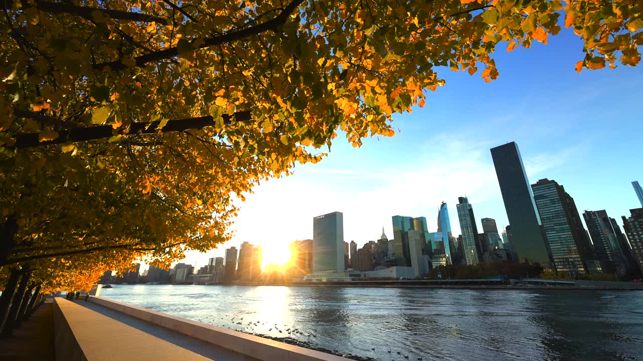 纽约罗斯福岛富兰克林·d·罗斯福四自由公园的秋叶颜色树，2021年视频下载