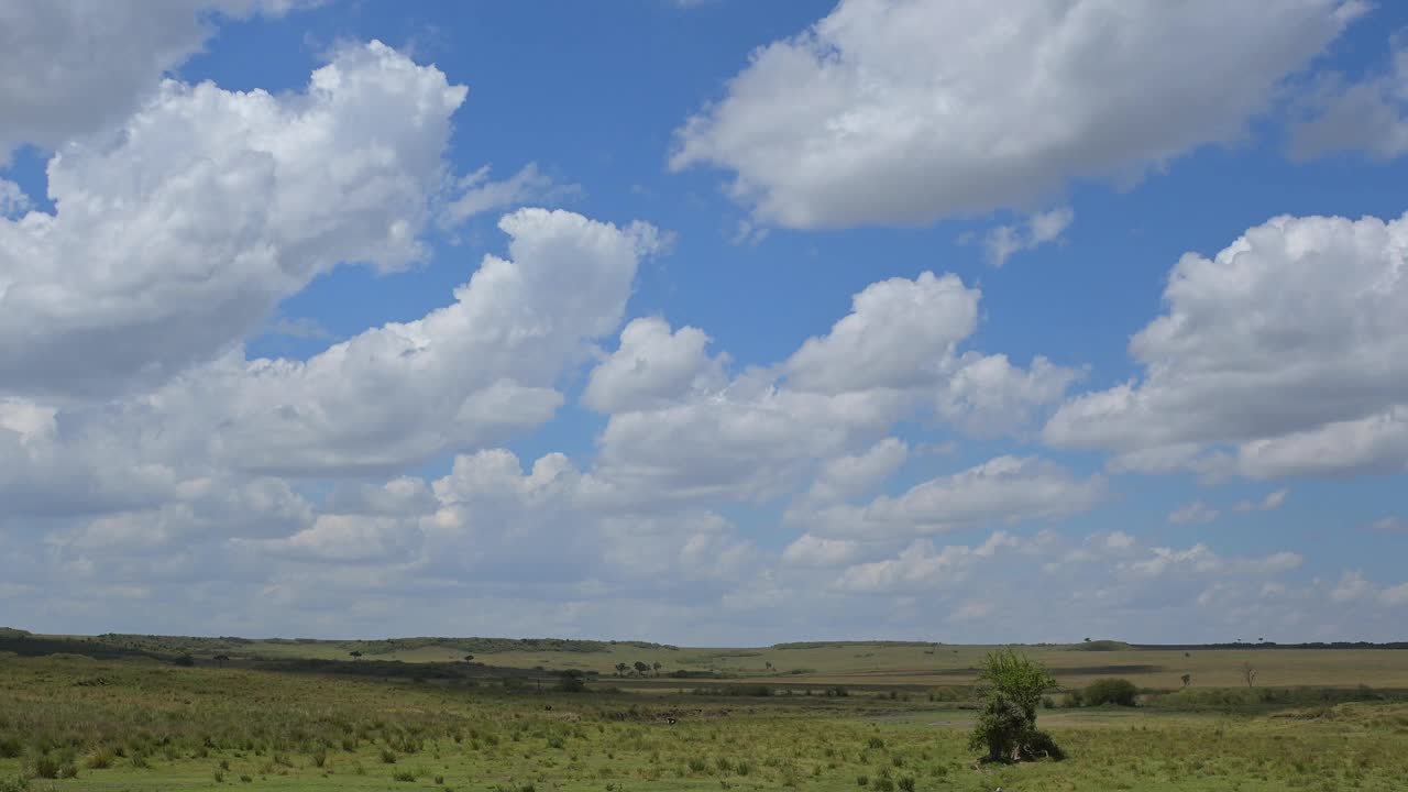 非洲肯尼亚马赛马拉国家保护区马拉河附近的大草原视频下载