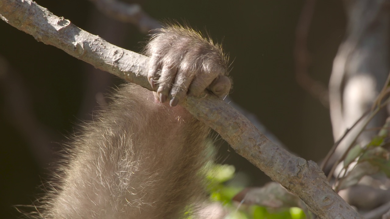 屋久岛-猴子睡觉/日本鹿儿岛视频下载