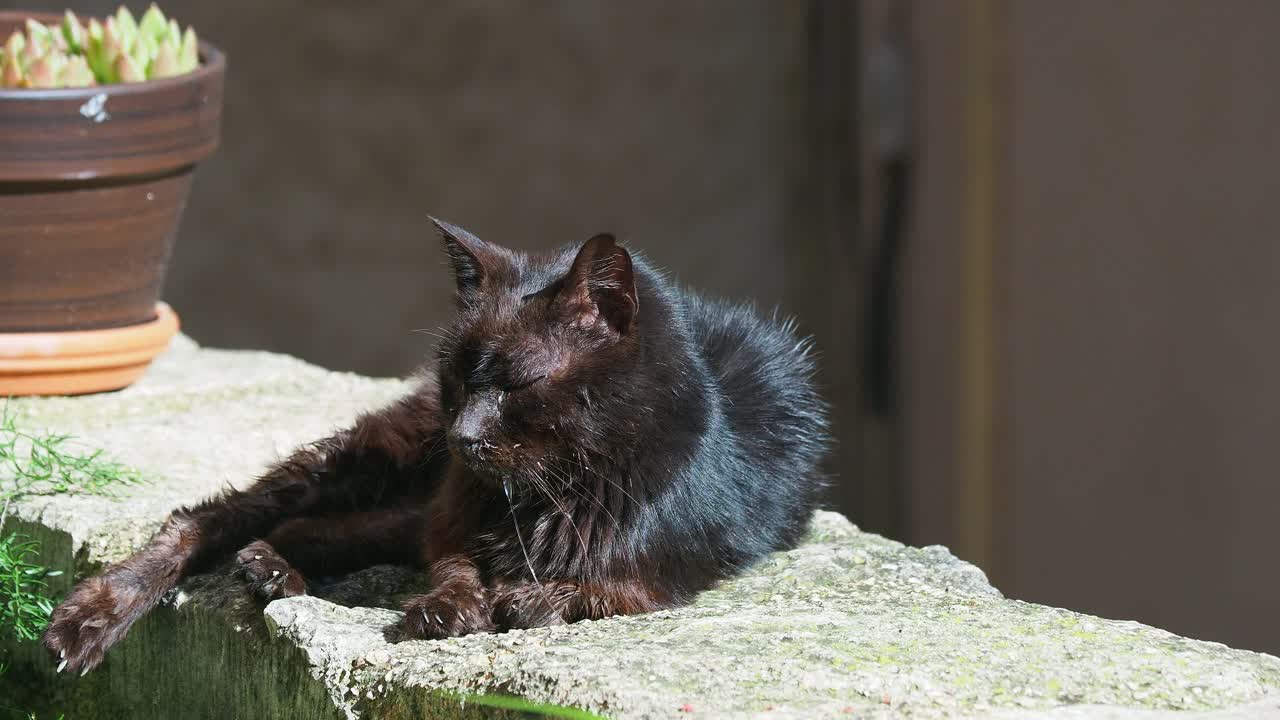 流浪的黑猫在阳光下睡觉，嘴里流着口水。视频下载